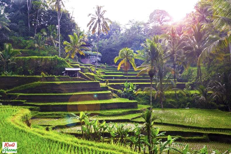 Tegallalang Rice Terraces Ubud Bali