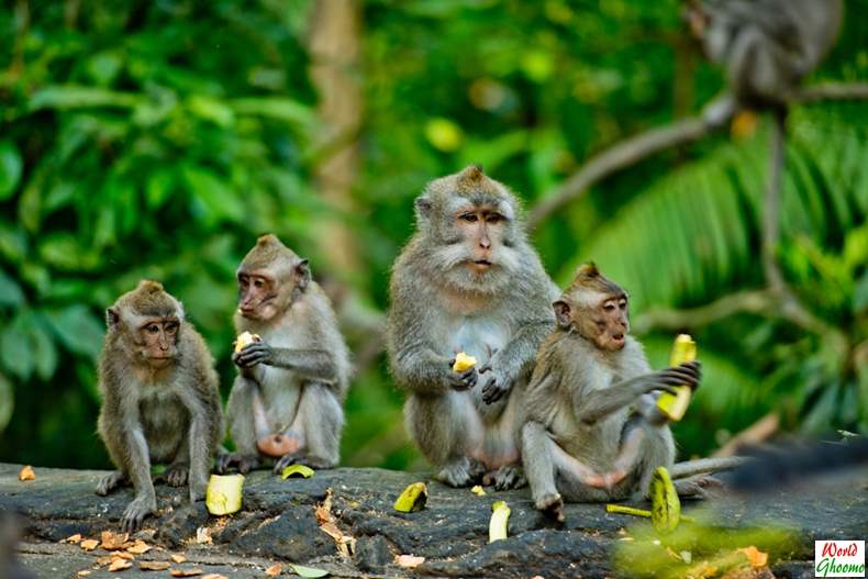 Ubud Sacred Monkey Forest