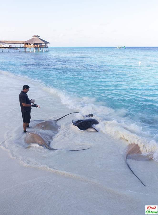 Are Stingrays Dangerous