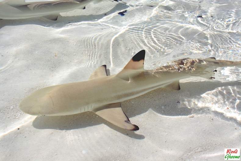 Blacktip Reef Shark