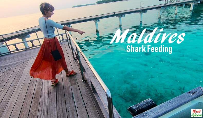 Maldives - Shark Feeding at Sun Island Resort Spa