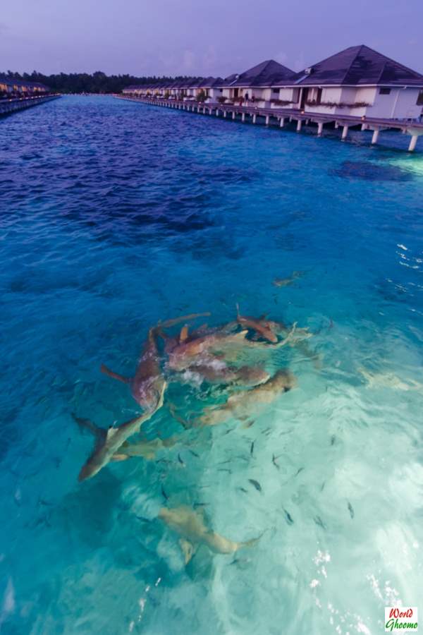 Maldives Shark Feeding at Sun Island resort