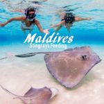 Maldives Stingrays Feeding