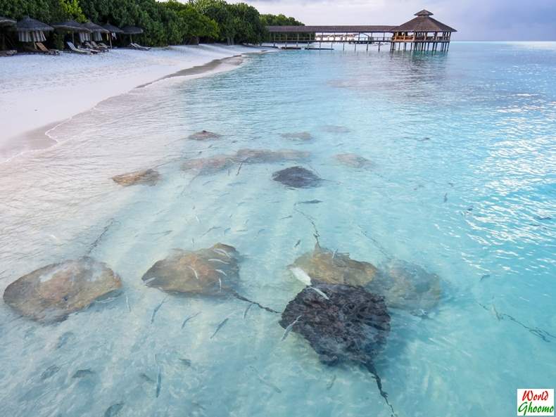 Maldives Stingrays Feeding activity