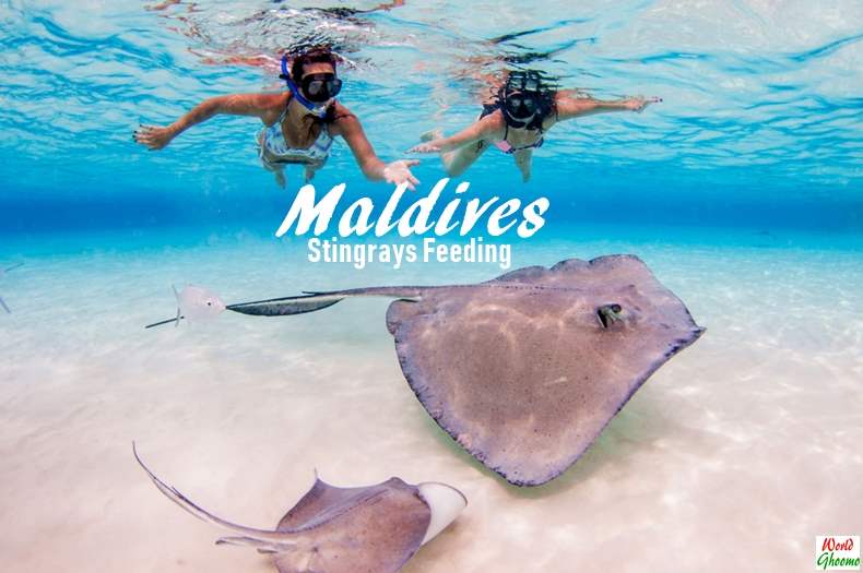 Maldives Stingrays Feeding