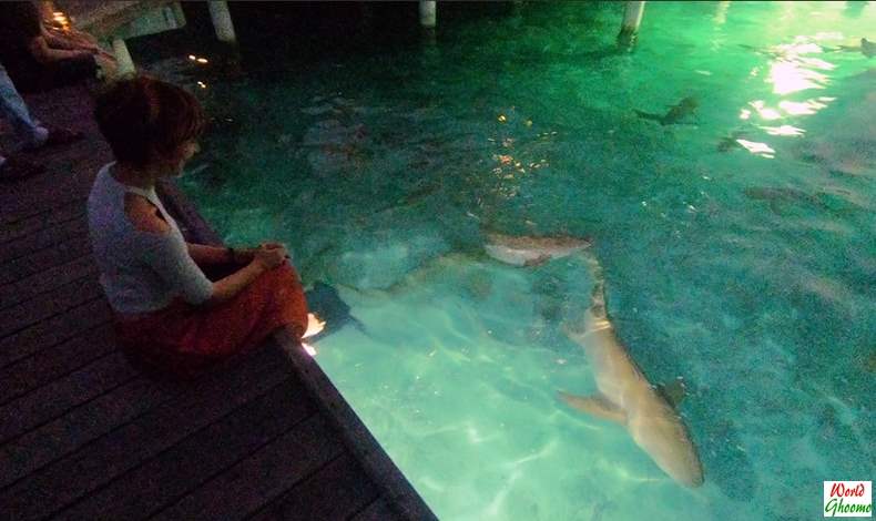 Shark feeding at Sun Island resort spa in Maldives