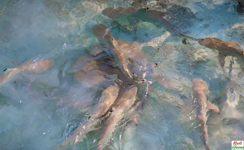 Shark feeding in Maldives Sun Island Resort