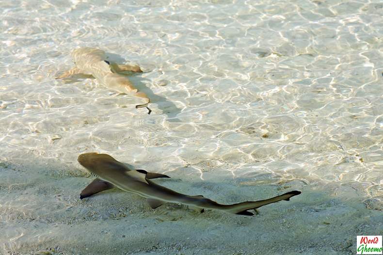 Shark feeding in Maldives