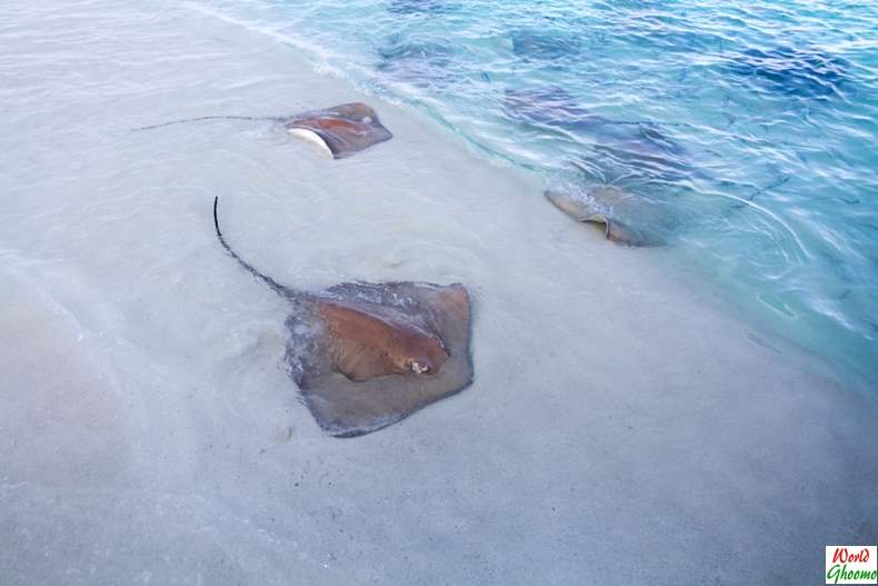 Stingray Defense Mechanism tail