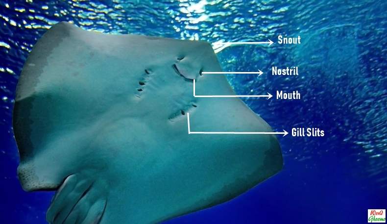 Stingray anatomy under belly mouth gills