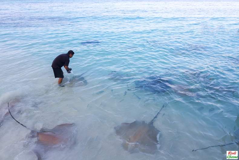 Stingrays Feeding at Maldives