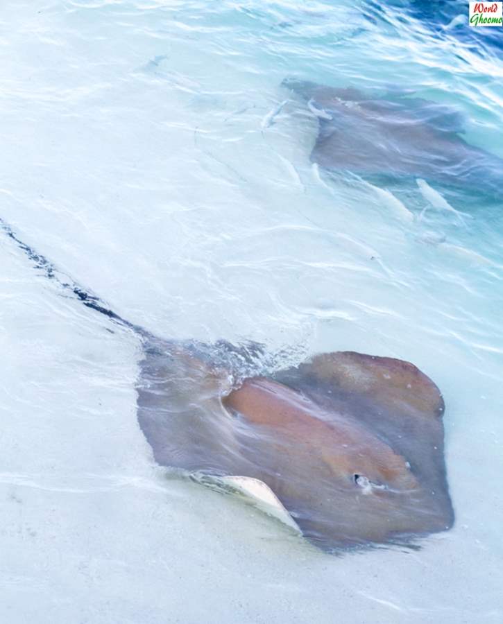 Stingrays feeding sun island and resort Maldives