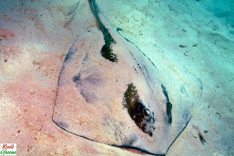 Stingrays on ocean bed