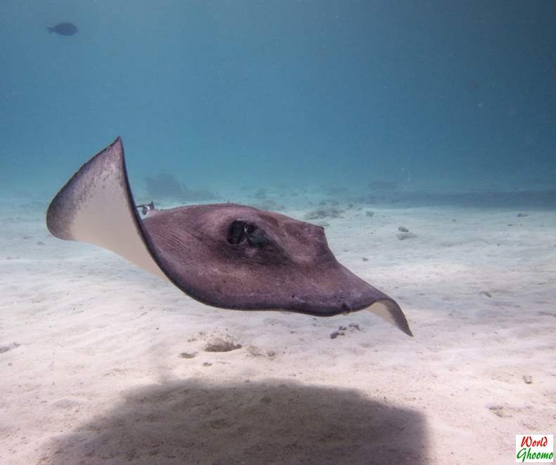 Stingrays swimming pattern