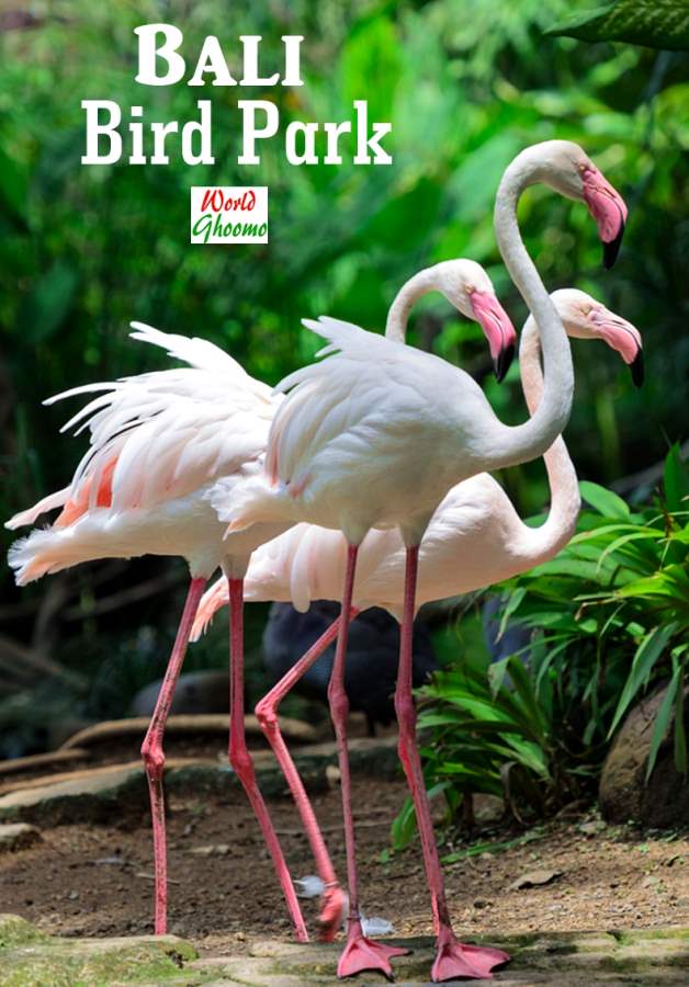 Bali Bird Park Attractions Bali