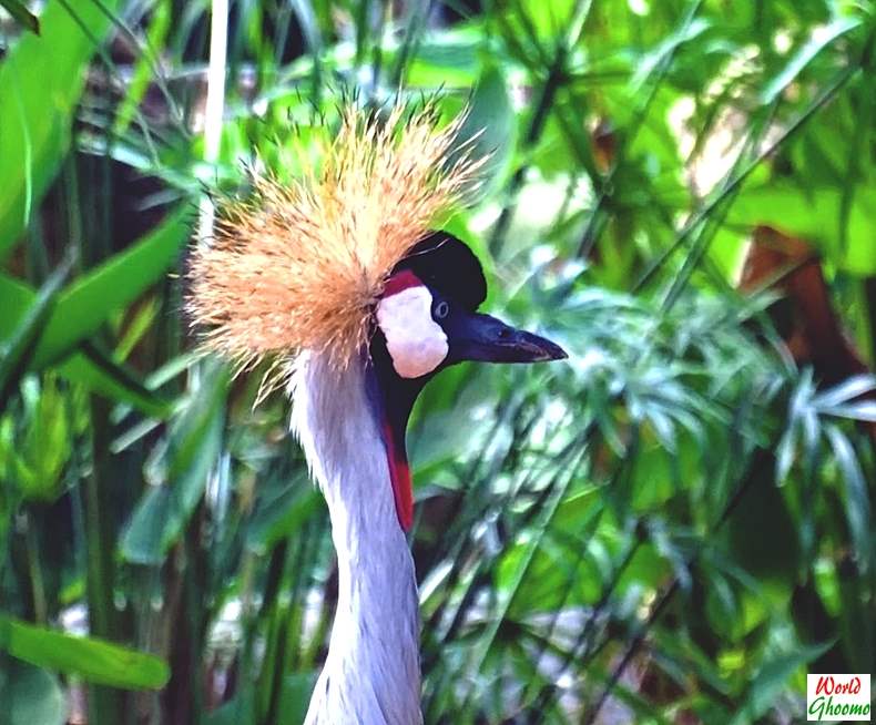 Bali Bird Park pics
