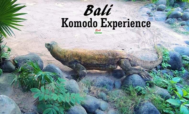Bali Komodo Experience