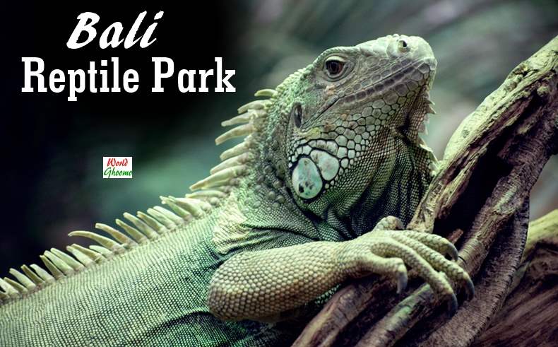 Bali Reptile Park Guide