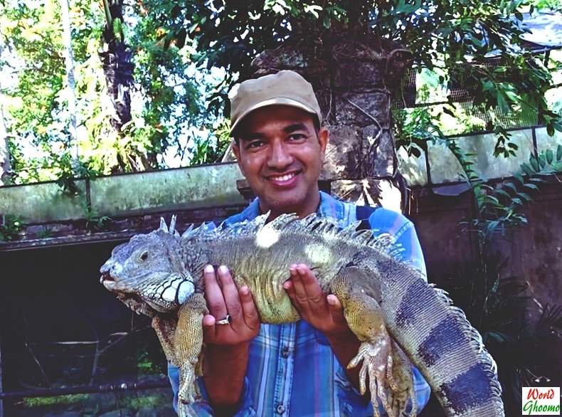 Bali Reptile Park Tamed Iguanas