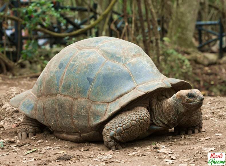 Bali Reptile Park Tortoise