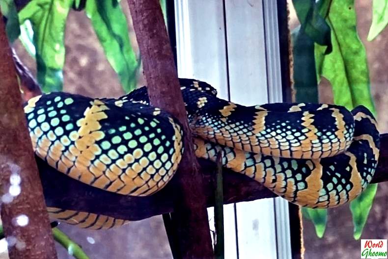 Bali Reptile Park snakes