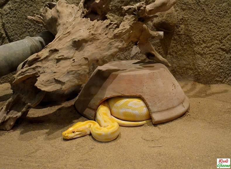 Bali Reptile Park yellow snake