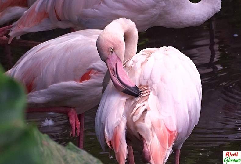 Flamingos at Bali Bird Park