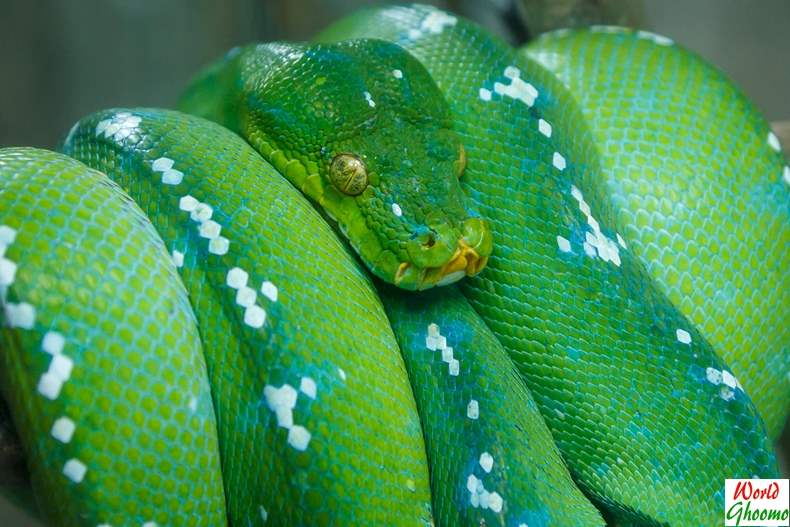 Green boa Bali Reptile Park