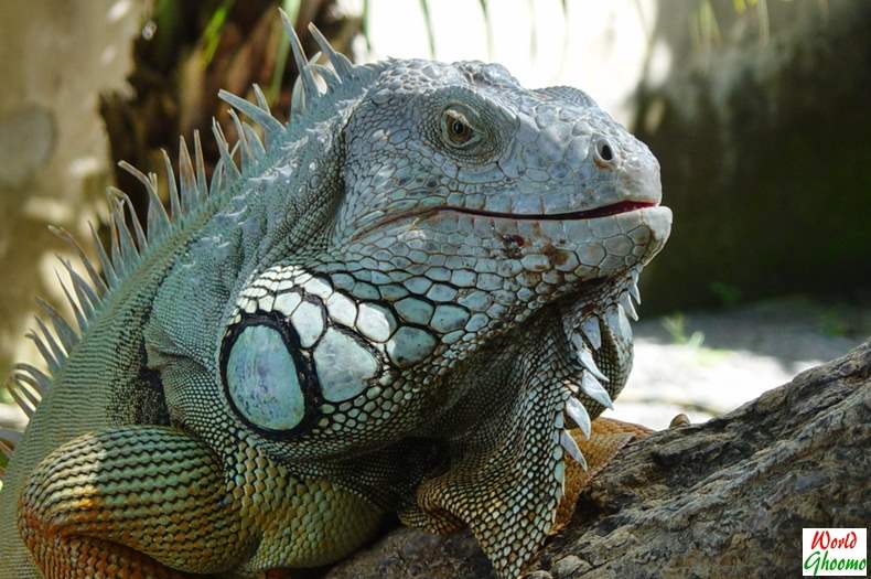 Iguanas Bali Reptile Park