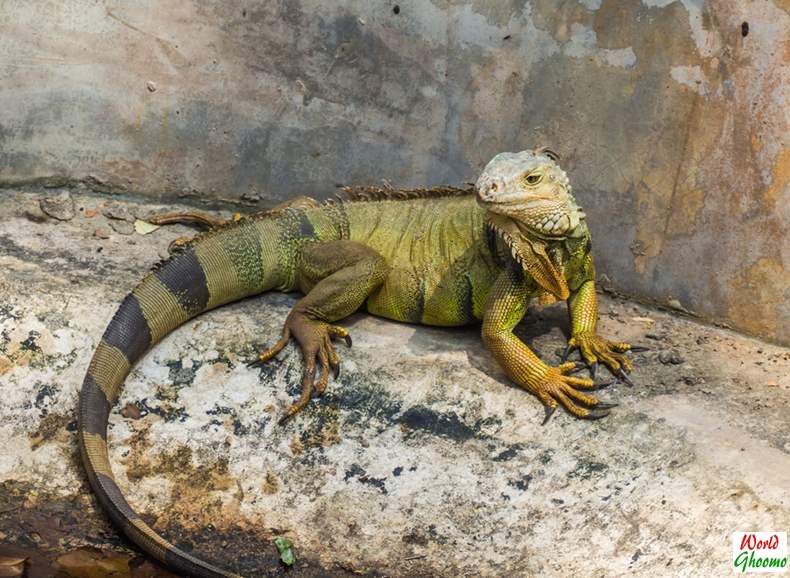 Iguanas at Bali Reptile Park