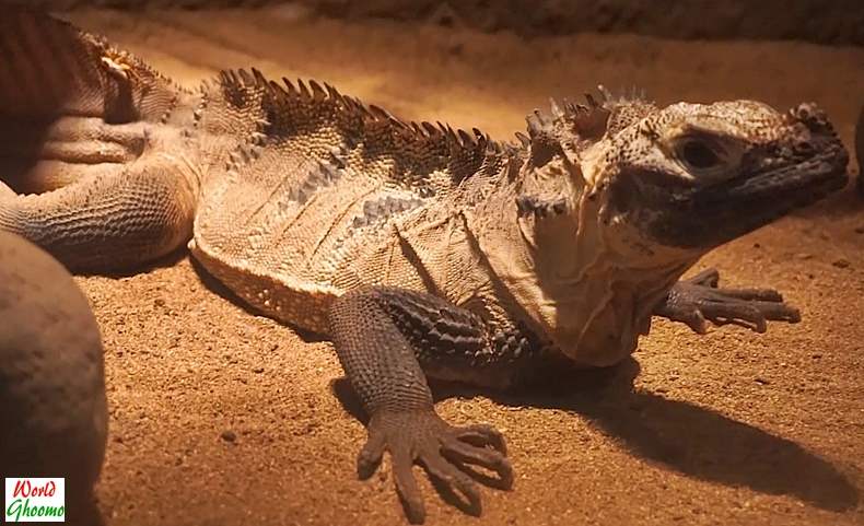 Indonesia Lizard at Bali Reptile Park