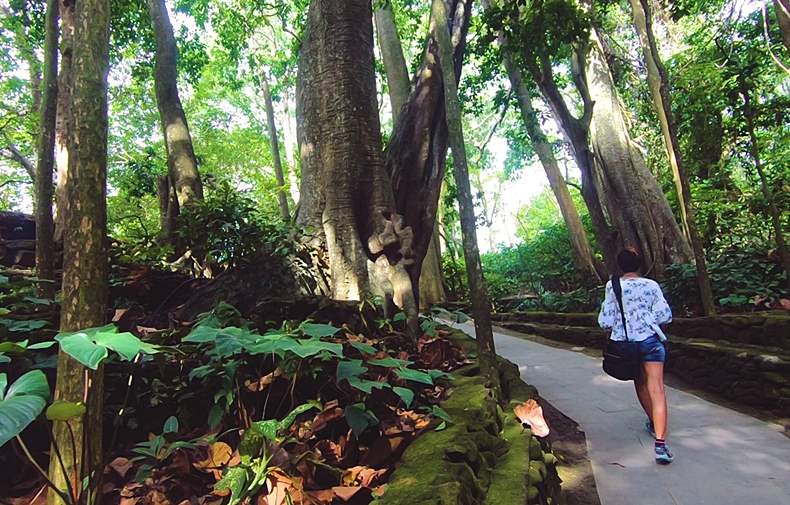 Trees in Ubud Monkey Forest Bali