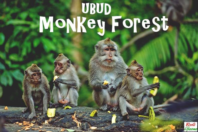 Ubud Monkey Forest Bali