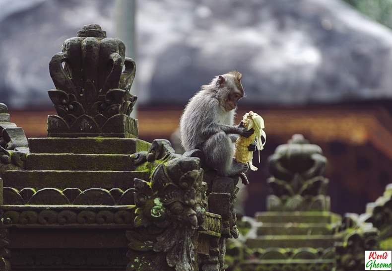 Ubud Monkey Forest Bali Wildlife Experience