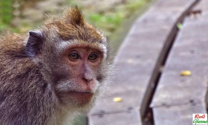 Ubud Sacred Monkey Forest