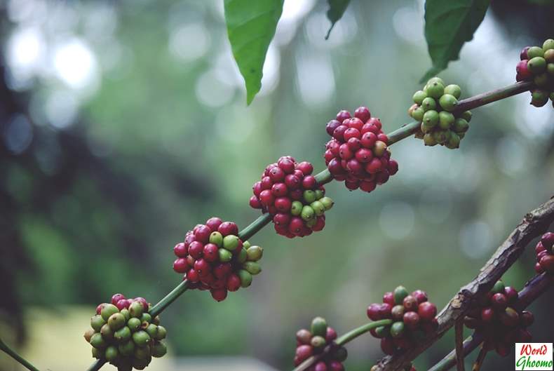 Wayanad Coffee Plantation