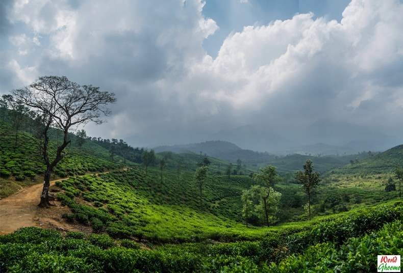 Wayanad Plantation Achoor Tea Estate