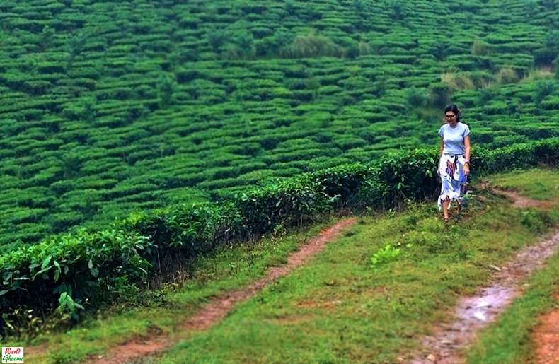 Wayanad Tea Estate