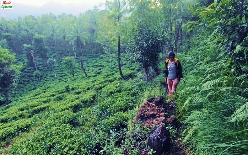 Wayanad Trekking Sites