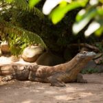 Indonesia to Close Komodo Island for tourists from January 2020