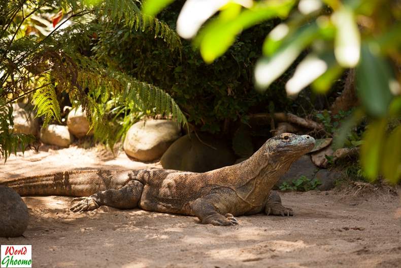 Indonesia to Close Komodo Island for tourists from January 2020 