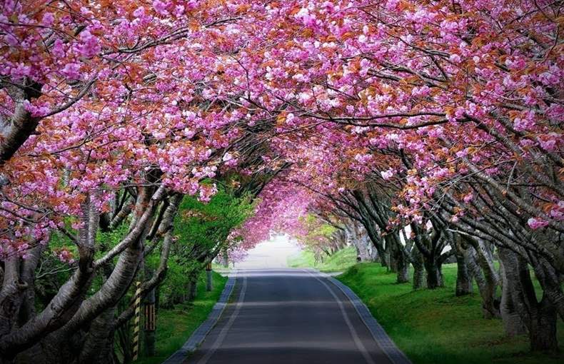 Witness Cherry Blossom Festival In Shillong India World Ghoomo