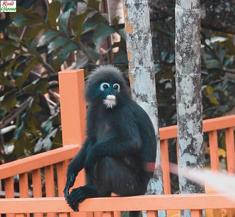 Langkawi Wildlife