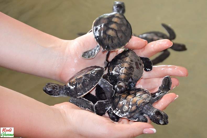 Bentota Sea Turtle Hatchery