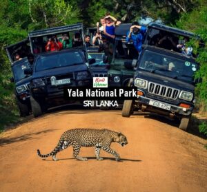 Yala National Park Safari – Sri Lanka | What To Expect
