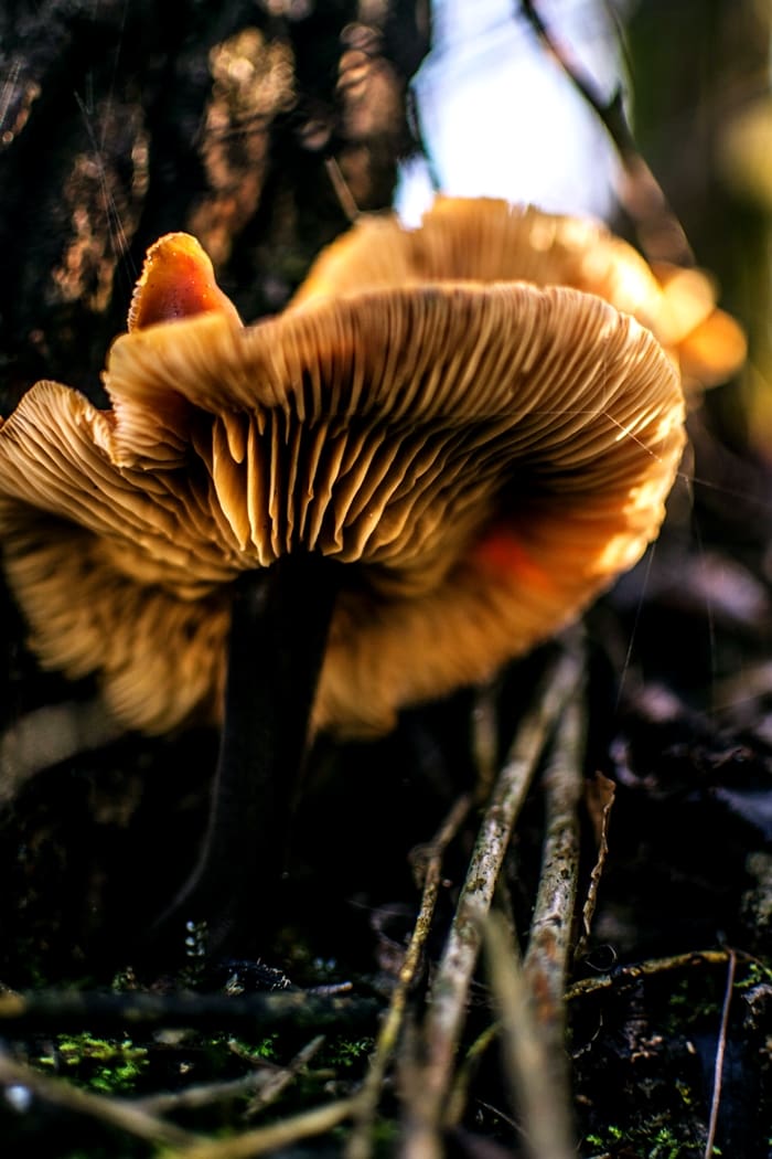 Meghalaya has a New Tourist Attraction – Glowing Mushrooms!!